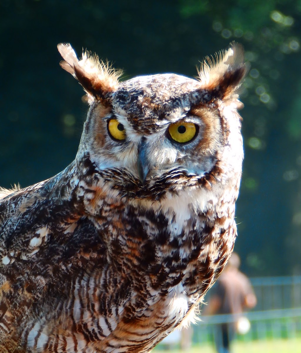 Great horned owl