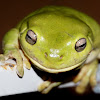 Australian Green Tree Frog (FEMALE)