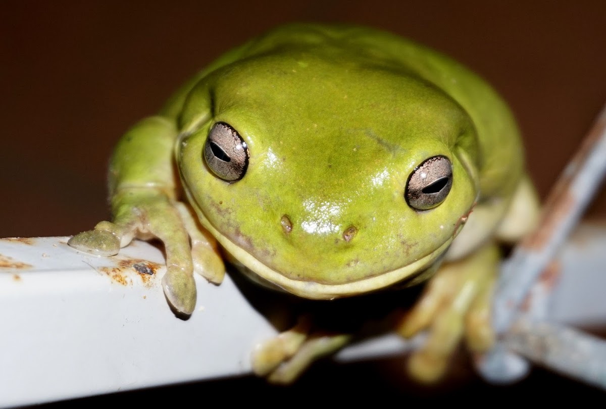 Australian Green Tree Frog (FEMALE)