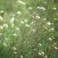 Fiori di campo, una rarità! di 