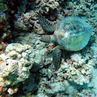 Green Sea Turtle