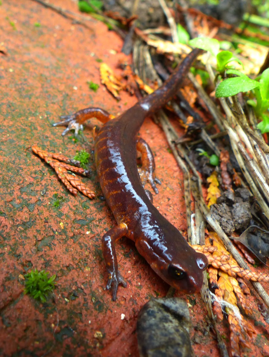 Oregon Ensatina