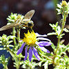 Unknown Bee Fly