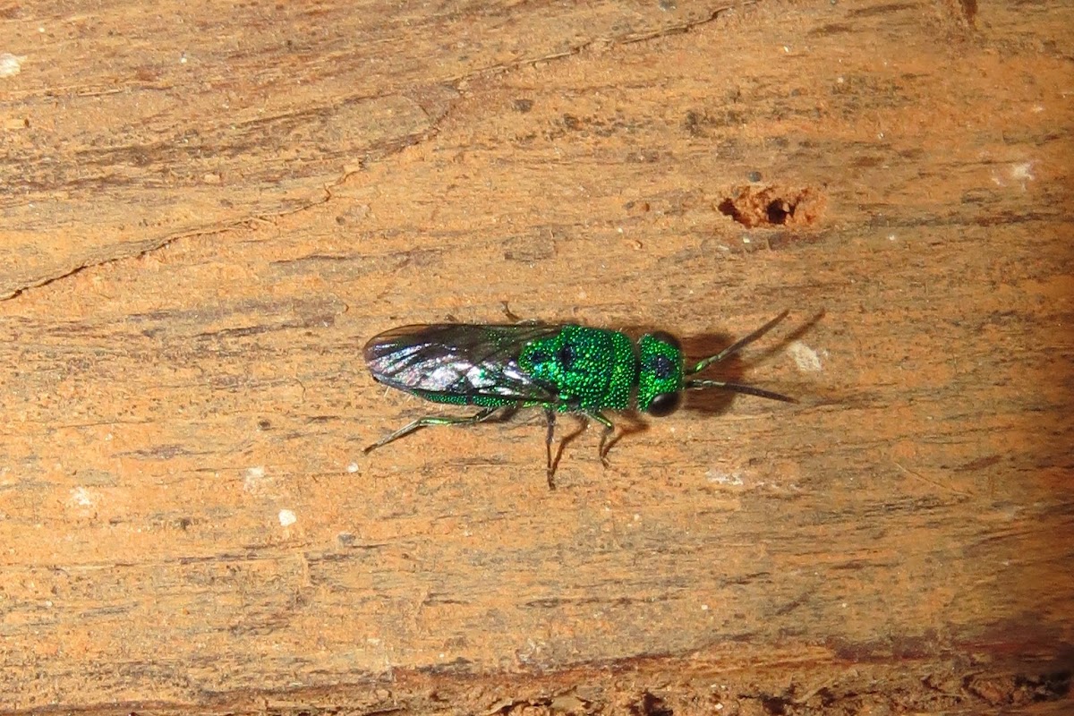 Cuckoo Wasp