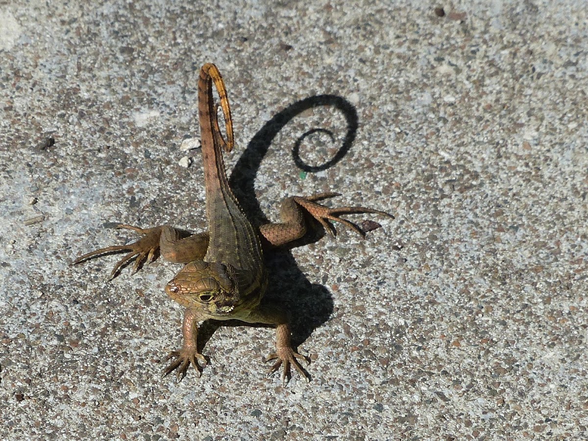 Curly-tailed Lizard