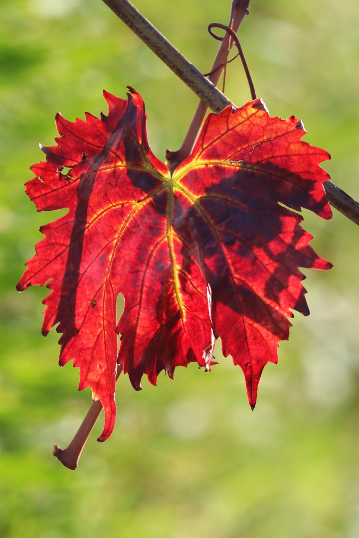 Ombre rosse di MauroV