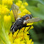 Tachinid fly