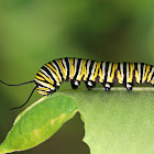 Monarch Caterpillar