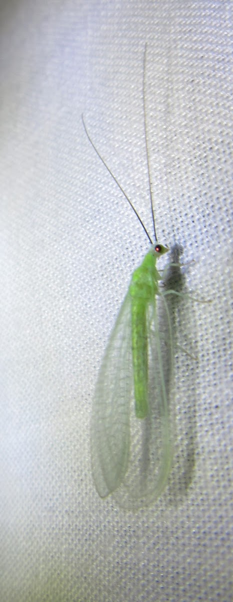 Green Lacewing