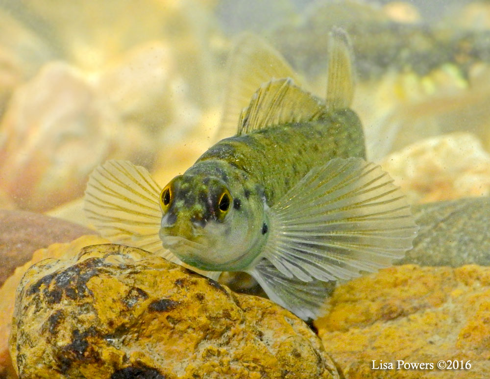 Bluebreast darter