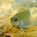 Bluebreast darter