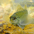 Bluebreast darter