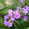 Lavendar Garden Phlox