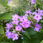 Lavendar Garden Phlox