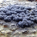 Annulohypoxylon fungus