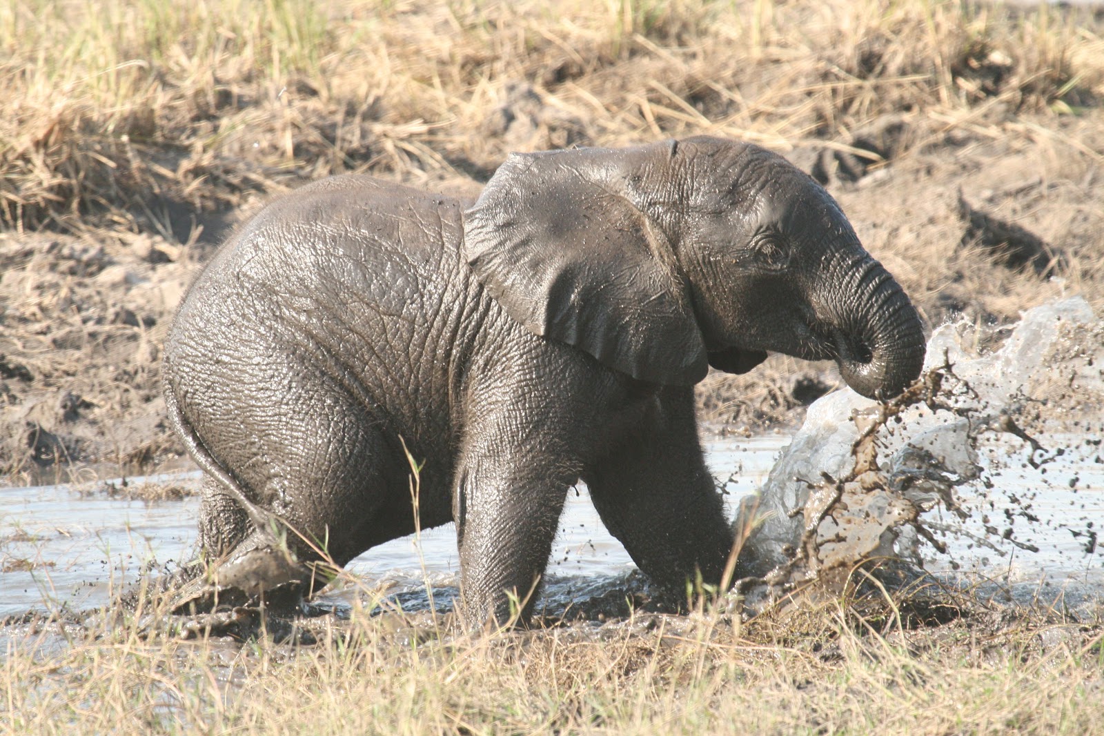 File:Baby elephant mud bathing chobe.jpg - Wikimedia Commons