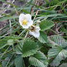 Wild Strawberry