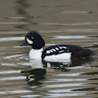 Barrow's Goldeneye (male)