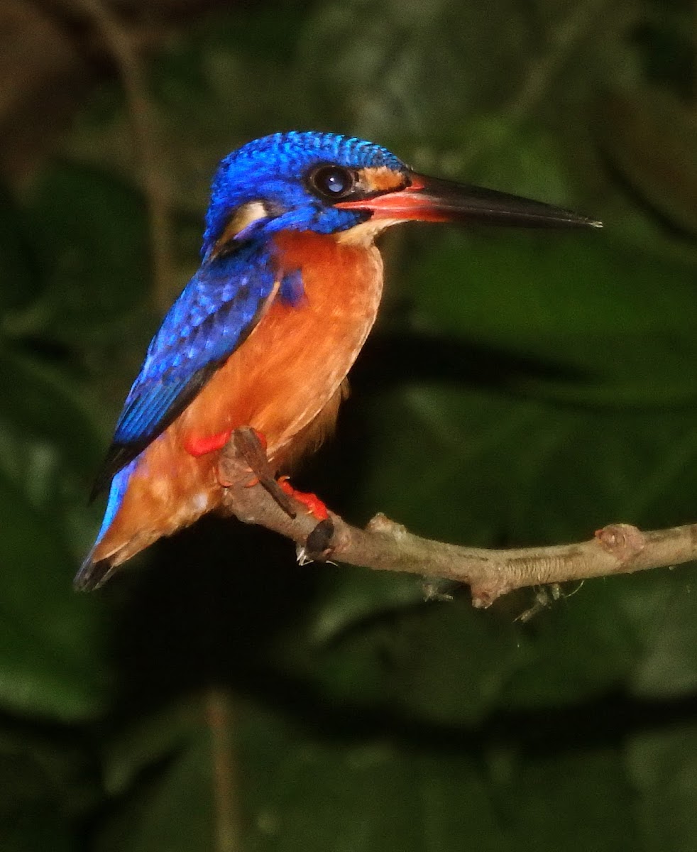 Blue-eared kingfisher