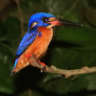 Blue-eared kingfisher