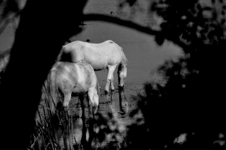 Cavalli al lago di PaoloFranceschini
