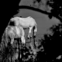 Cavalli al lago di 