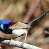 Variegated Fairy-wren