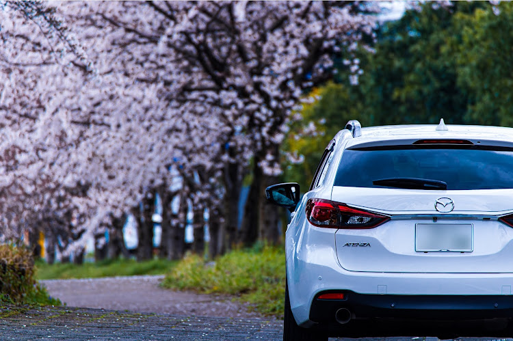 アテンザワゴンのサクラと愛車・一本桜・淡墨桜・蓑毛・discover＿ctに関するカスタム事例の投稿画像3枚目