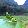 Jeweled flower mantis