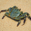 Mottled Lightfoot Crab