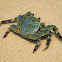 Mottled Lightfoot Crab