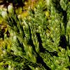 Alpine Clubmoss