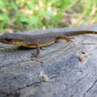 Red-Spotted Newt