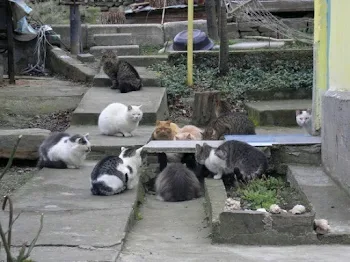 猫の豆知識 会