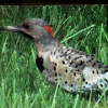 Northern Flicker