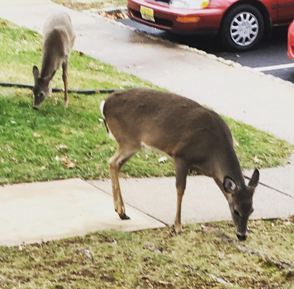 White Tailed Deer