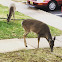 White Tailed Deer