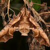 Sphingid moth