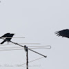 Carrion Crow