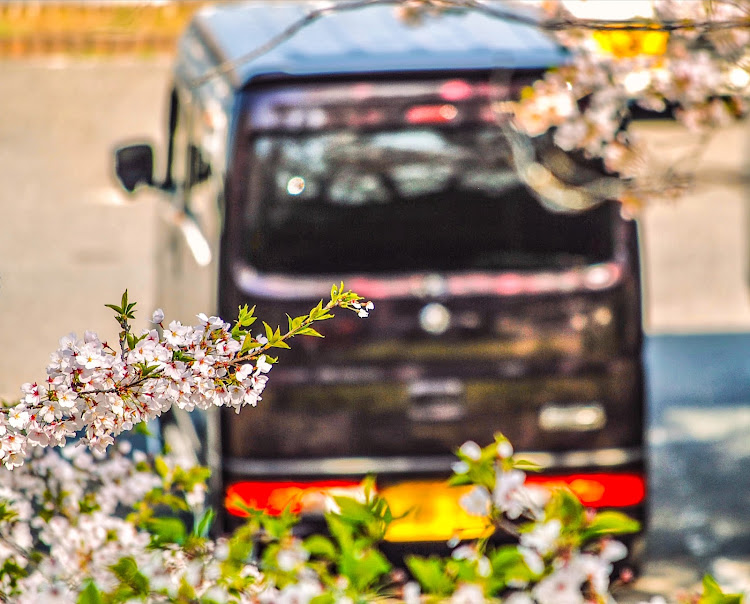 エブリイワゴンのいつもイイね＆コメントありがとうございます😆・通勤快速車に、毎日…感謝✨・エブリィ君と🌸桜コラボ・🌸桜見に…カメ活📸・77777Km達成に関するカスタム事例の投稿画像14枚目