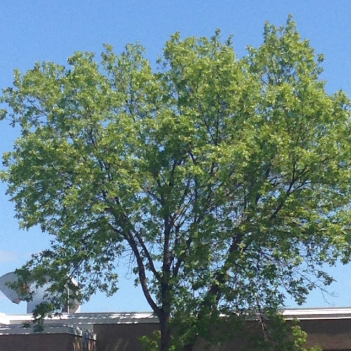 White Ash Tree