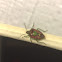 Banasa Stink Bug