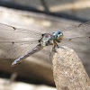 Great Blue Skimmer