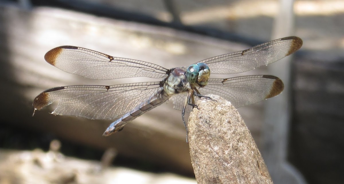 Great Blue Skimmer