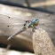 Great Blue Skimmer