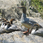 Common Merganser