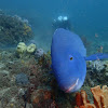 Eastern Blue Groper (male)