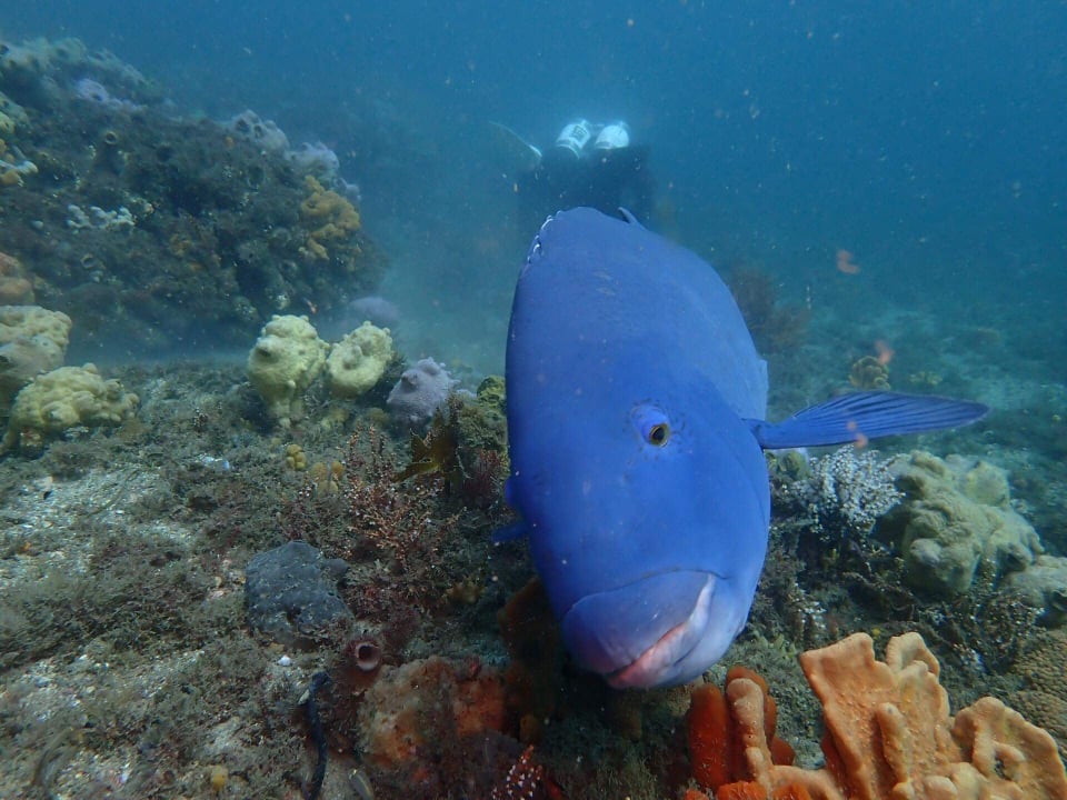 Eastern Blue Groper (male)