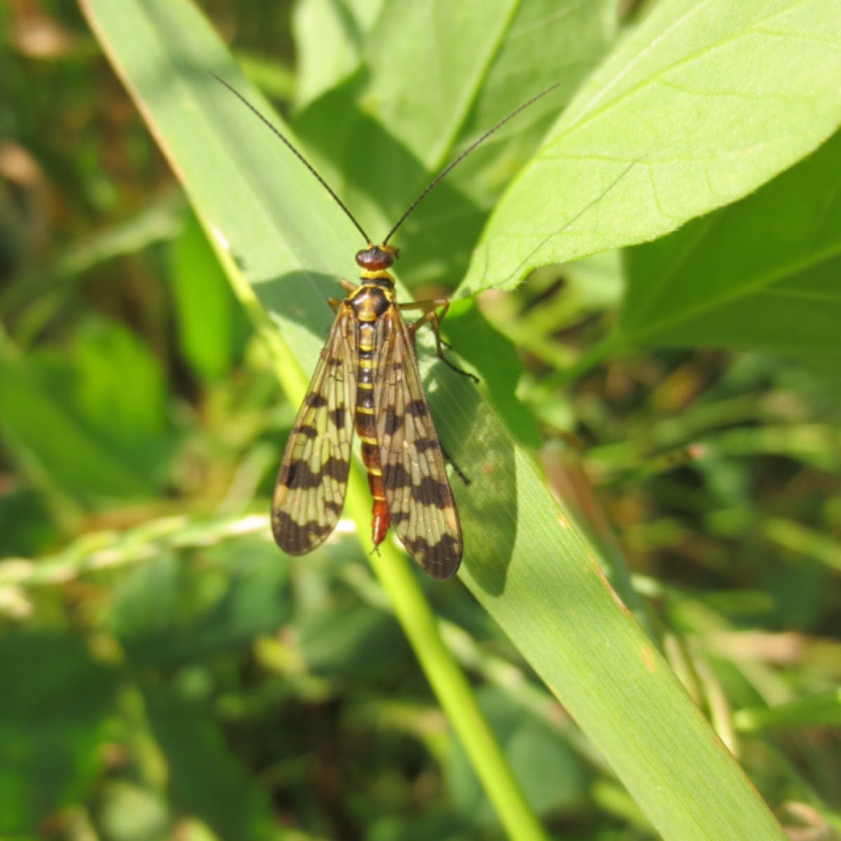 Common scorpionfly