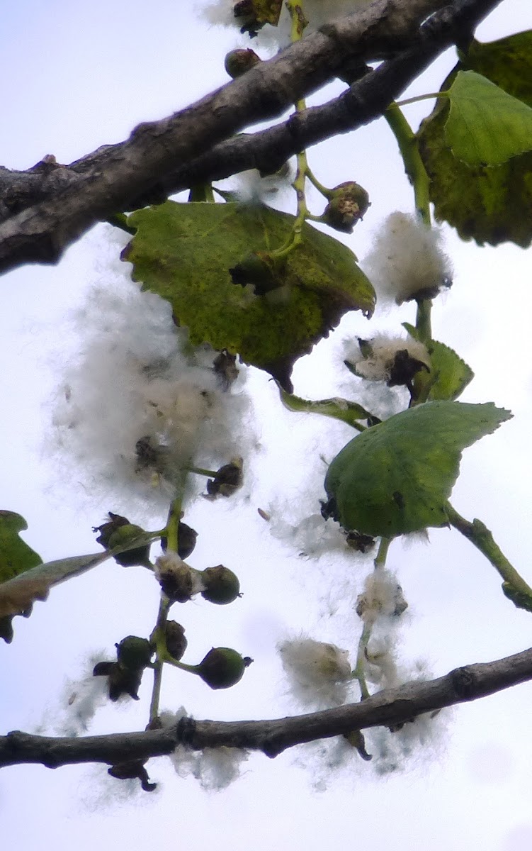 Cotton Poplar Tree